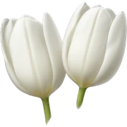 White tulips  sticker
