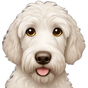 White Labradoodle brown nose sticker