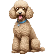 Poodle sticker