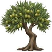 Olive tree sticker
