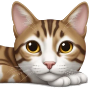 Brown and white tabby laying  sticker