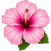Pink hibiscus  sticker