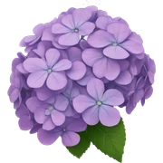 hydrangeas sticker