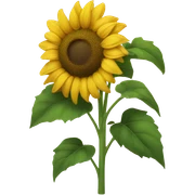 Sunflower sticker