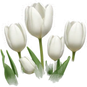 White tulips sticker
