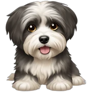 Havanese sticker
