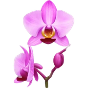 Orquídea pink sticker