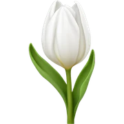 White tulip sticker
