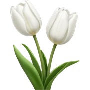 White tulips sticker