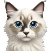 Ragdoll kitten sticker