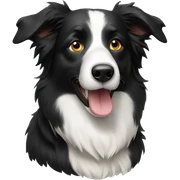 Border collie sticker