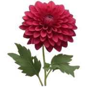 Dahlia red sticker