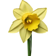 daffodil sticker