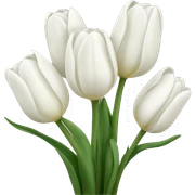 White tulips sticker