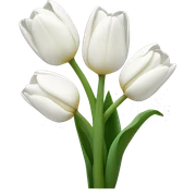 White tulips sticker