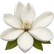 White magnolia flower sticker