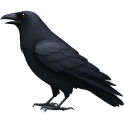 Crow sticker