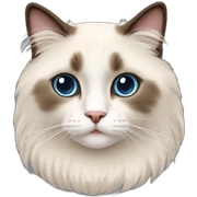 Ragdoll cat sticker