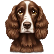 Brown working spaniel sticker