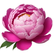 peony sticker