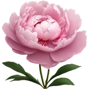 Peony sticker