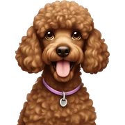 Brown poodle sticker