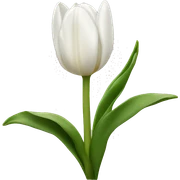 white tulips  sticker
