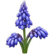 Muscari sticker