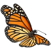monarch butterfly sticker
