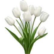 White tulips sticker
