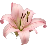 light pink lilium sticker