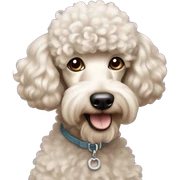 Poodle mixte with Yorkshire  sticker