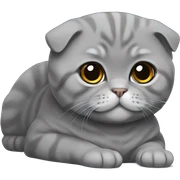 Gray Scottish fold laying sticker