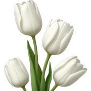 white tulips sticker