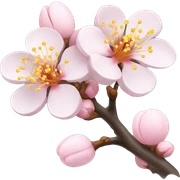 apricot blossom sticker