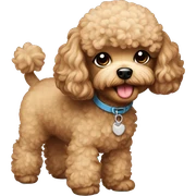 Toy poodle  sticker