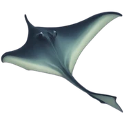 manta ray sticker