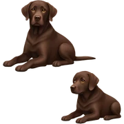 chocolate colored labrador sticker