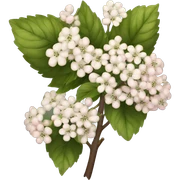 viburnum sticker