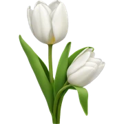 White tulips sticker
