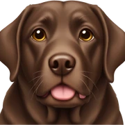 chocolate lab sticker
