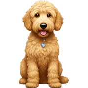 Golden doodle sticker