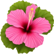 Pink hibiscus  sticker
