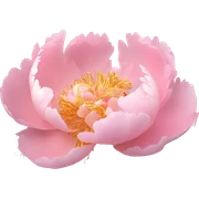 Peony "A lush pastel pink peony with layered, ruffled petals glowing softly, with sparkles and a magical golden light emanating from its center." sticker