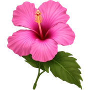 Pink hibiscus sticker