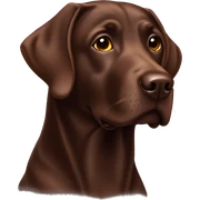 Chocolate Labrador  sticker