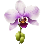 orchid sticker