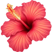 hibiscus flower sticker