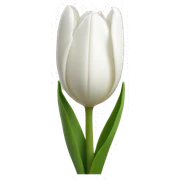 White tulips  sticker