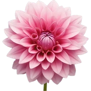 Dahlia flower sticker